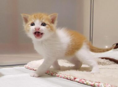 カワイイ鳴き声で赤ちゃん子猫がおじさんをお部屋に誘うとすぐにお膝の上に登って抱っこのおねだり？【赤ちゃん猫　保護猫】