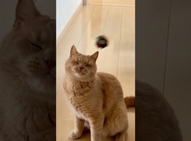 ミスった#たまお2歳#里親#スコテッシュフォールド#cat