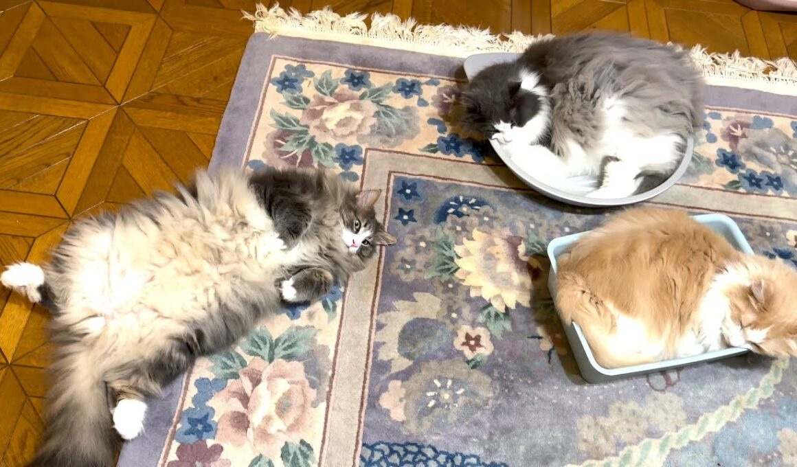 【甘えん坊💖】お昼寝するもふ猫たちがカワイイ…！！ノルウェージャンフォレストキャットとターキッシュアンゴラ