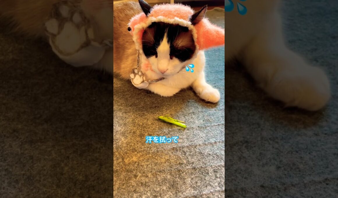 ころしちゃった！えっ僕は何もしてないにゃ #shorts #初音ミク #猫のいる暮らし