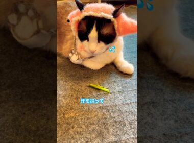 ころしちゃった！えっ僕は何もしてないにゃ #shorts #初音ミク #猫のいる暮らし