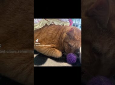 POV: He was born with no tail... and now he has no family.😭💔 ​#cat #love #cute #shorts #viral #video