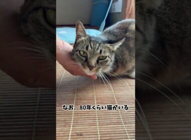 ダミ声が可愛いタマちゃん#shorts