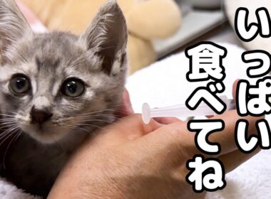 病気と闘う子猫のご飯。姉妹のミケ子猫はこんなにも元気になりました
