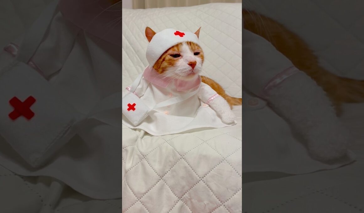 かわちぃが口癖のネコが考えた事が大人過ぎる？ #shorts #cat #猫のいる暮らし