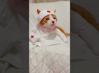 かわちぃが口癖のネコが考えた事が大人過ぎる？ #shorts #cat #猫のいる暮らし