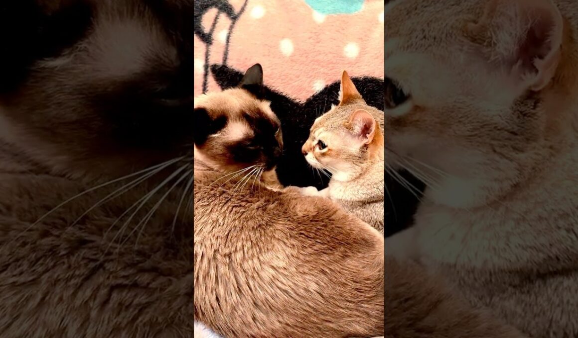 たぬき猫と仲良く一緒にねんねすると見せかけてガブガブして立ち去るシンガプーラなのにゃ♪ #cat #シンガプーラ #トンキニーズ#たぬき猫#singapura#tonkinese