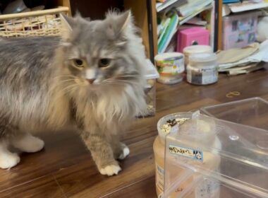 クワガタから目が離せない猫　サイベリアンA cat that can't take its eyes off the stag beetle. Siberian