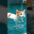This Cat Actually LOVES Water 😱💧