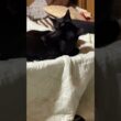 シャム猫のパンダ「妹の雫よ。気持ちいいな。コット布団の上、ハンモック気分」