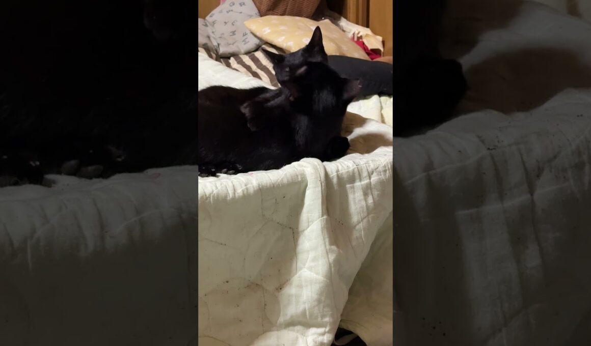 シャム猫のパンダ「妹の雫よ。気持ちいいな。コット布団の上、ハンモック気分」