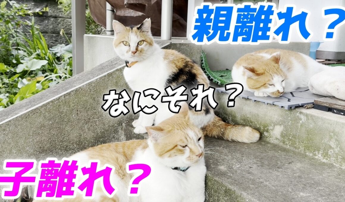 子離れ親離れの概念が一切ない三毛猫家族がこちらです…笑【三毛母猫と子猫】
