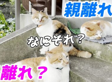 子離れ親離れの概念が一切ない三毛猫家族がこちらです…笑【三毛母猫と子猫】