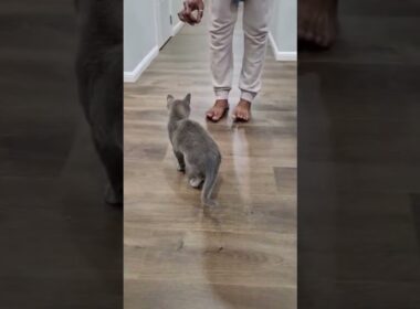 Cat Obeys 🐈 😻 🐈‍⬛️ #cat #kitten #funny #prettycat #1milio #like #cute #mycat #lovelycat #kitty #aww
