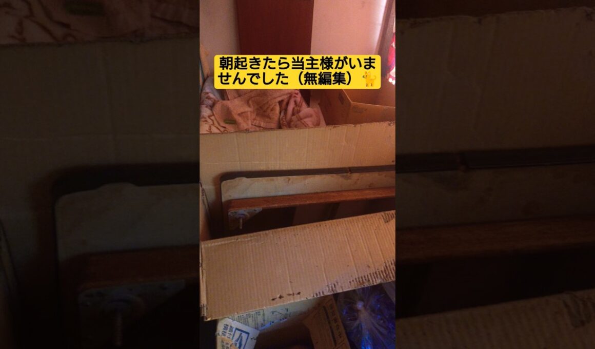 朝起きたら当主様がいませんでした（無編集）🐈️#ウタ #スフィンクス猫 #2代目