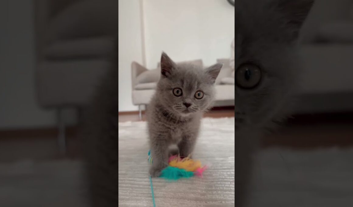 Shocking Kitten Discovery