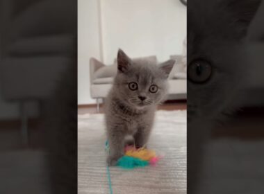 Shocking Kitten Discovery