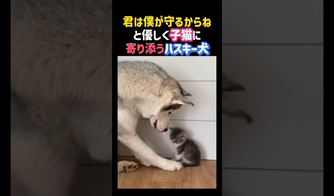 「君は僕が守るからね」と優しく子猫に寄り添うハスキー犬。 #感動 #ハスキー犬 #犬 #猫 #子猫 #dog #cat