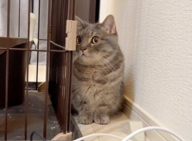 先日の地震、猫たちの様子について