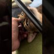 まったり癒しねこタイム　#cat #ネコ #アビシニアン