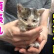 【二日目】下水管から保護した子猫ちゃん！元気はあるけど食欲不振に下痢....