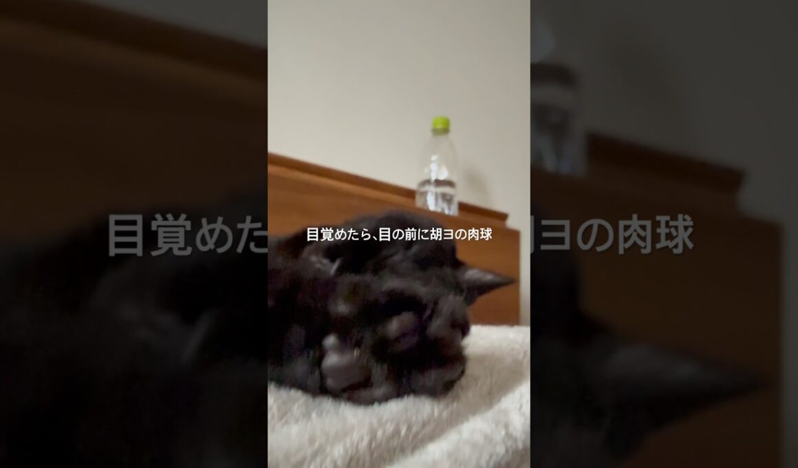目覚めの肉球 #cat #にゃんグラム #猫のいる暮らし #猫のいる生活 #セルカークレックス #ブリティッシュショートヘア #ねこ #黒猫