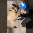 ゲームセンターで取ったスンスンvs反抗的な猫 #トンキニーズ