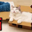 【悲報】Amazonで新品のベッドを買ってあげたらこうなりました