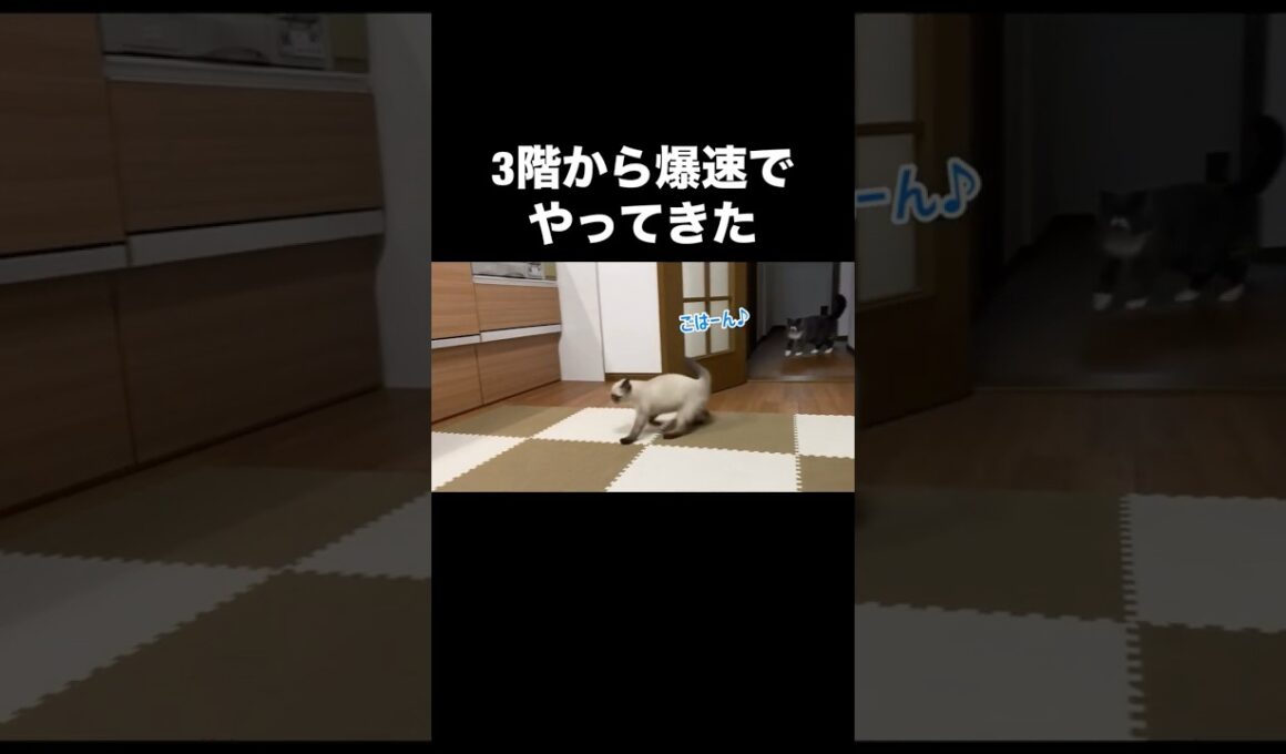 ご飯に命かけてます #猫 #cat