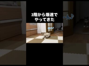 ご飯に命かけてます #猫 #cat