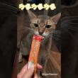 アビシニアンのバルンくん　お髭にちゅ〜る付けてごちそうさましてるバルンくんが可愛い