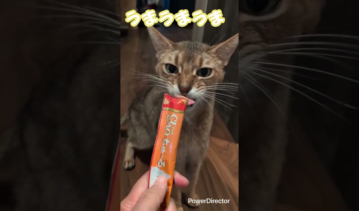 アビシニアンのバルンくん　お髭にちゅ〜る付けてごちそうさましてるバルンくんが可愛い