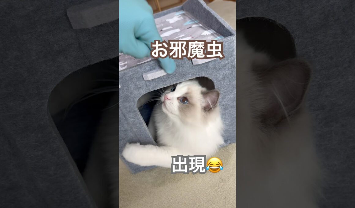 掃除を始めると現れるお邪魔虫さん🐱がコチラ😂💕#ラグドール #猫好きさんと繋がりたい #猫のいる暮らし #ねこ動画 #子猫