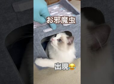 掃除を始めると現れるお邪魔虫さん🐱がコチラ😂💕#ラグドール #猫好きさんと繋がりたい #猫のいる暮らし #ねこ動画 #子猫