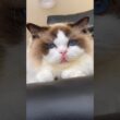 父目線🙋🏻過去いち好きな動画かも！ #shorts #猫 #ラグドール #甘えん坊猫 #ねこ #猫のいる暮らし