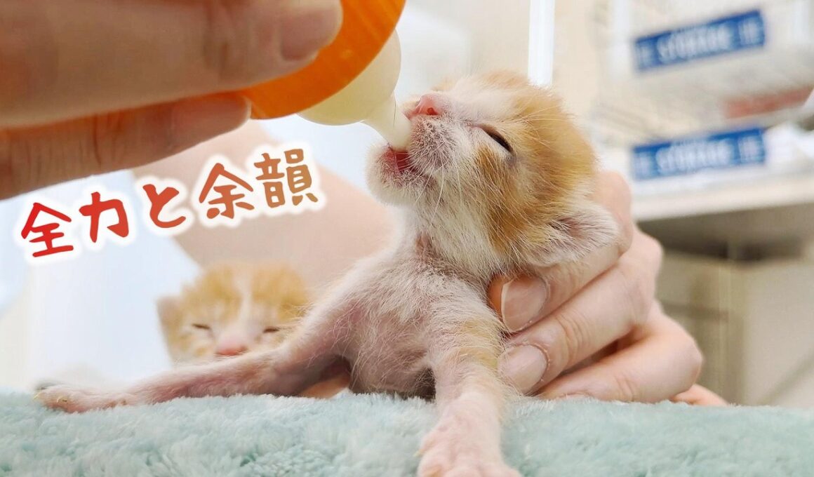 子猫が「ちゅぴちゅぴ」ミルクを飲む姿はうつくしい！・・・そして寝姿は眠くなるよ【保護猫生活4日目】