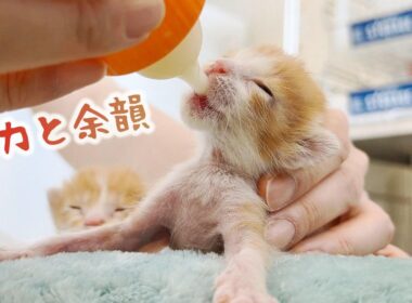 子猫が「ちゅぴちゅぴ」ミルクを飲む姿はうつくしい！・・・そして寝姿は眠くなるよ【保護猫生活4日目】