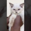 Blue Eyes Himalayan Kitten Sale. #petshub #cat