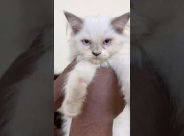 Blue Eyes Himalayan Kitten Sale. #petshub #cat