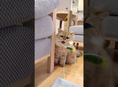 猫のテンションが上がったその時！ 【サイベリアン】 #Shorts