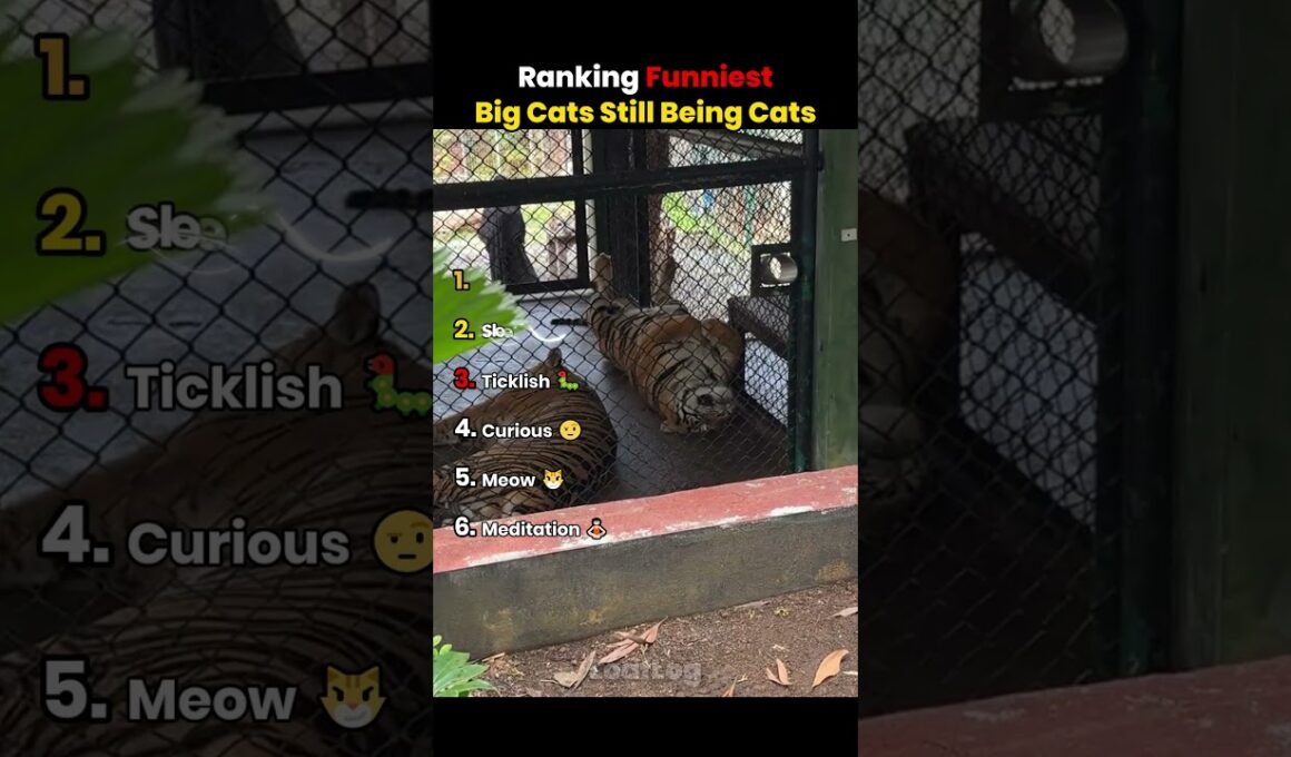 Ranking The Funniest BIG CATS STILL BEING CATS
