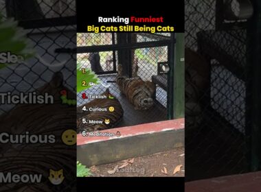 Ranking The Funniest BIG CATS STILL BEING CATS