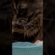 アメリカンカール#kitty #猫のいる暮らし #くるりんぱ