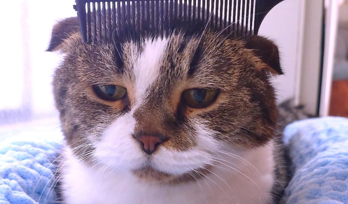 ３にゃんそれぞれのブラッシング事情