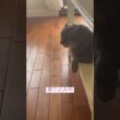 監視 #ねこ動画 #アメリカンカール