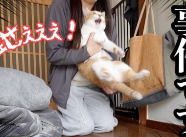 【事件勃発】自由すぎる猫に振り回された2日間