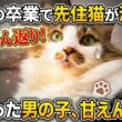 子猫がいなくなり、激変‼️母親代わりの先住猫♂が「赤ちゃん返り」その可愛さに心撃ち抜かれる