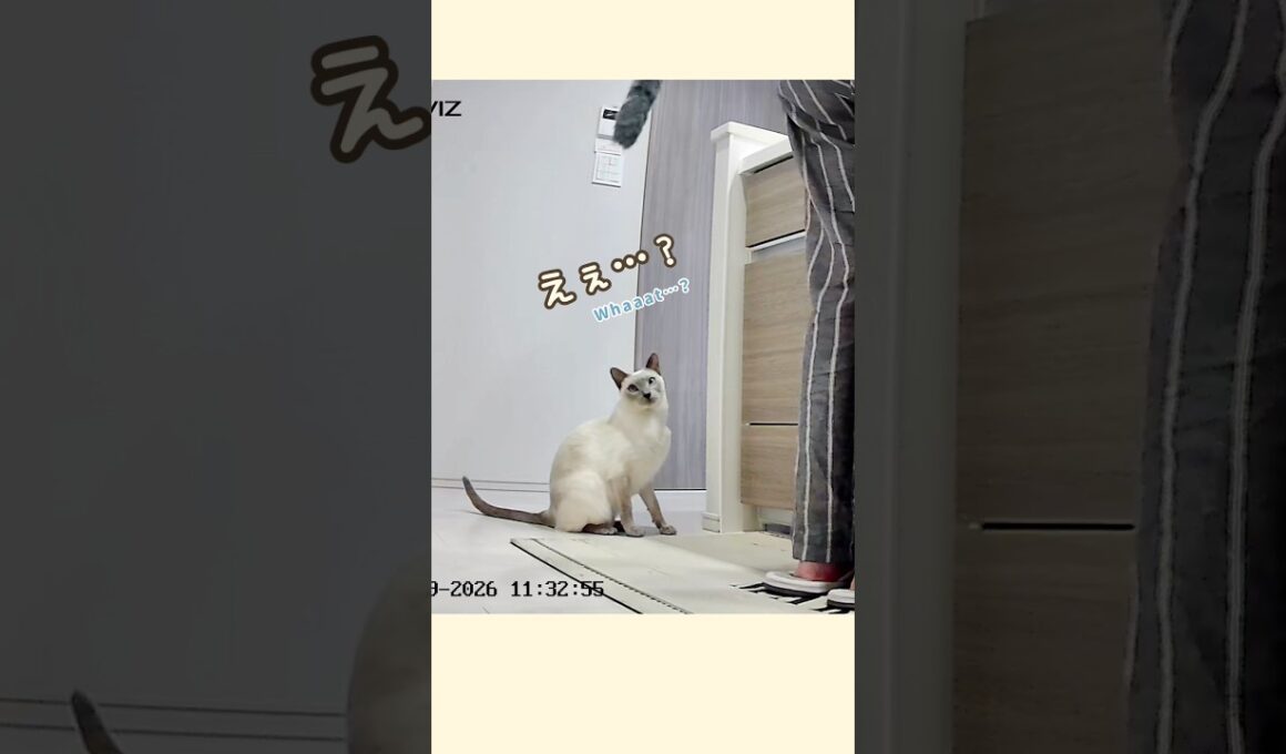 ママにしっぽが生えたら、何度も確認する甘えん坊猫🥹🐾