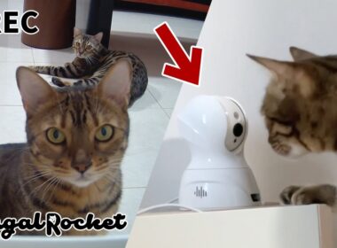 最近のペットカメラは多機能ですごいw【ベンガルロケット】
