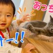 猫に とことん嫌われる怪獣１歳児